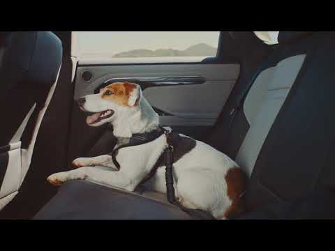 Range Rover Evoque - A Dogs Dream