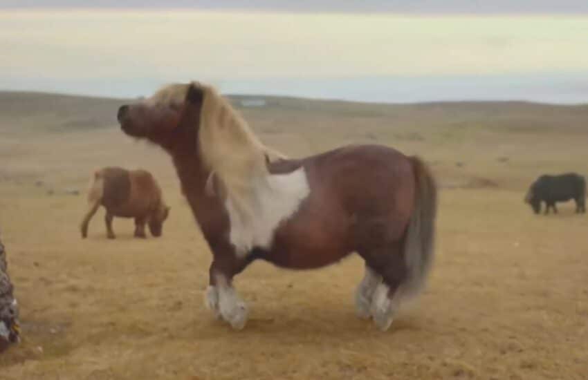 Three dancing pony advert