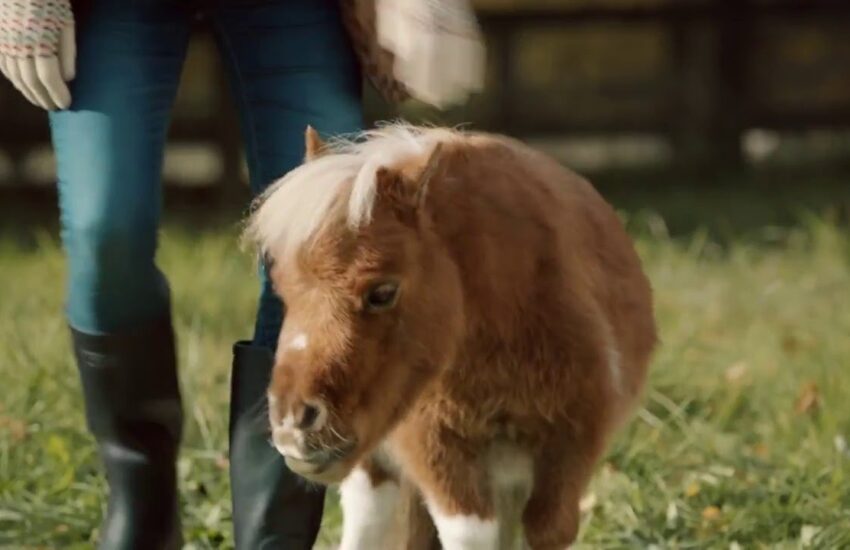 Amazon Prime - Lonely little horse advert