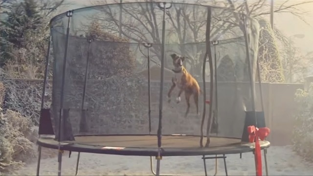 2016 John Lewis Advert - Buster the Boxer