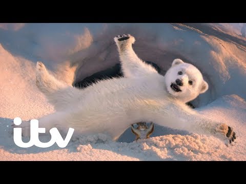 ITV - Polar Bear & Squirrel