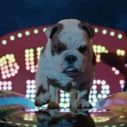 Churchill Advert song - Dog on Slide
