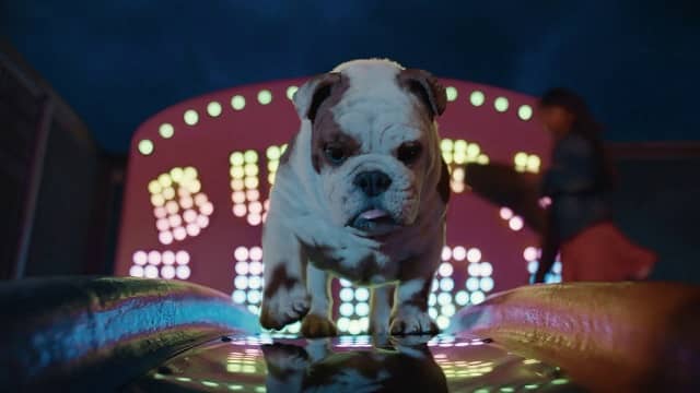 Churchill 2021 Advert song - Dog on Slide