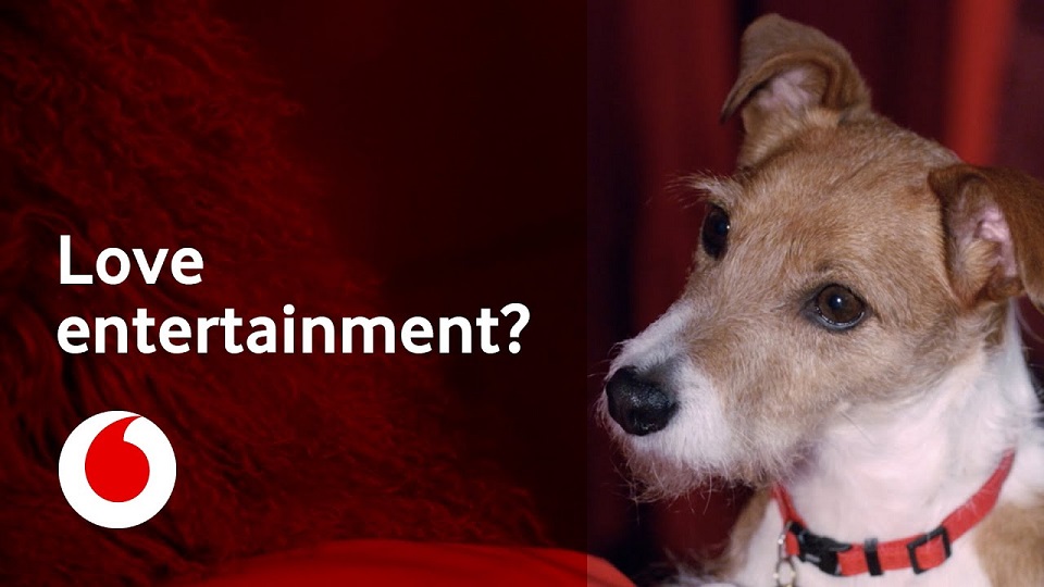 2021 Vodafone advert music - Jack Russell Dog