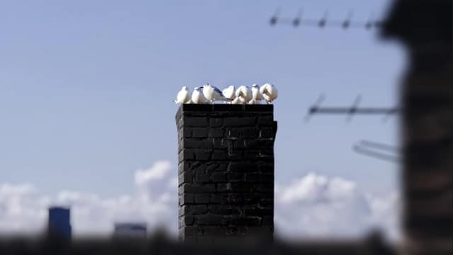 Guinness advert - White birds perched on a chimney