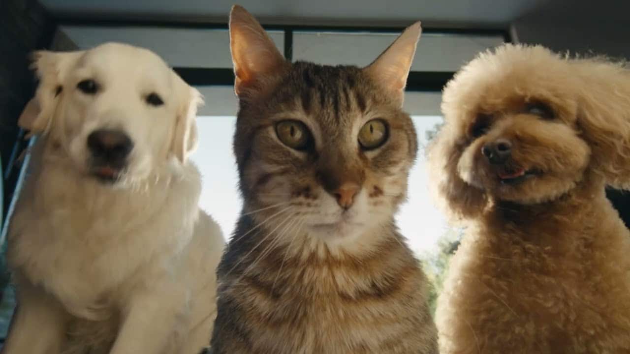 Samsun Galaxy Z Flip 4 Cat Advert